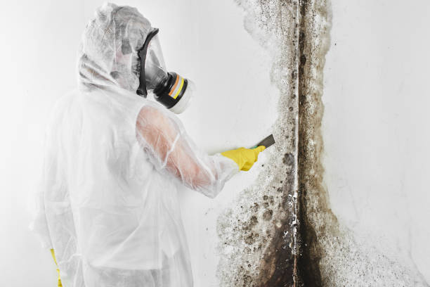 Best Attic Mold Removal  in Fruitridge Pocket, CA